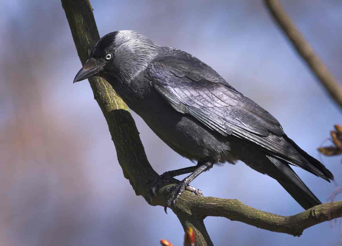 fugl som er helt svart med hvite øyne