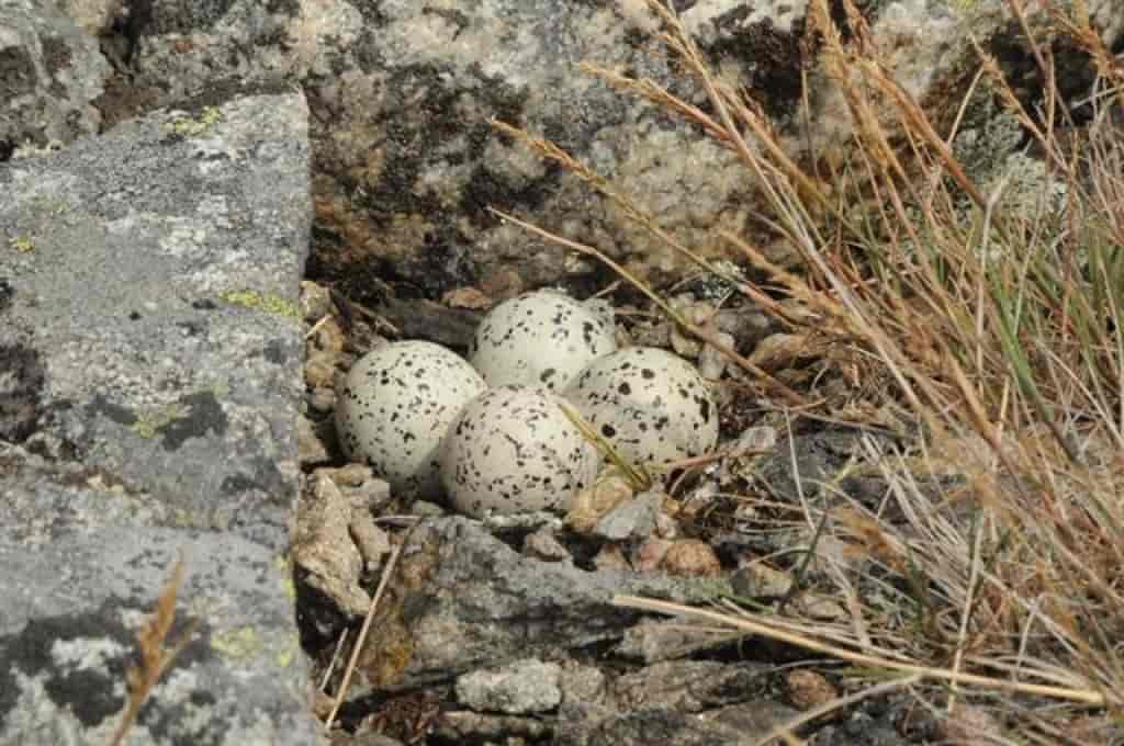 prikkete egg mellom noen steiner