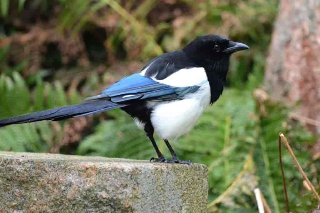 fugl med svarte fjær på hodet, overkroppen, vingene og stjerten. Hvite fjær på underkroppen og innerst på vingene