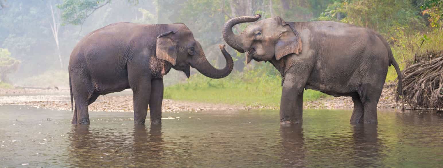 Fotografi av to asiatiske elefanter i en elv. De veiver med snablene.