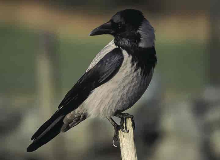 grå og svart fugl med kraftig nebb