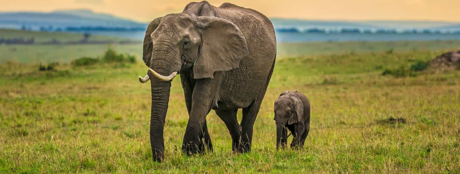 Fotografi av en mor-elefant med baby-elefant. De vandrer på savannen.