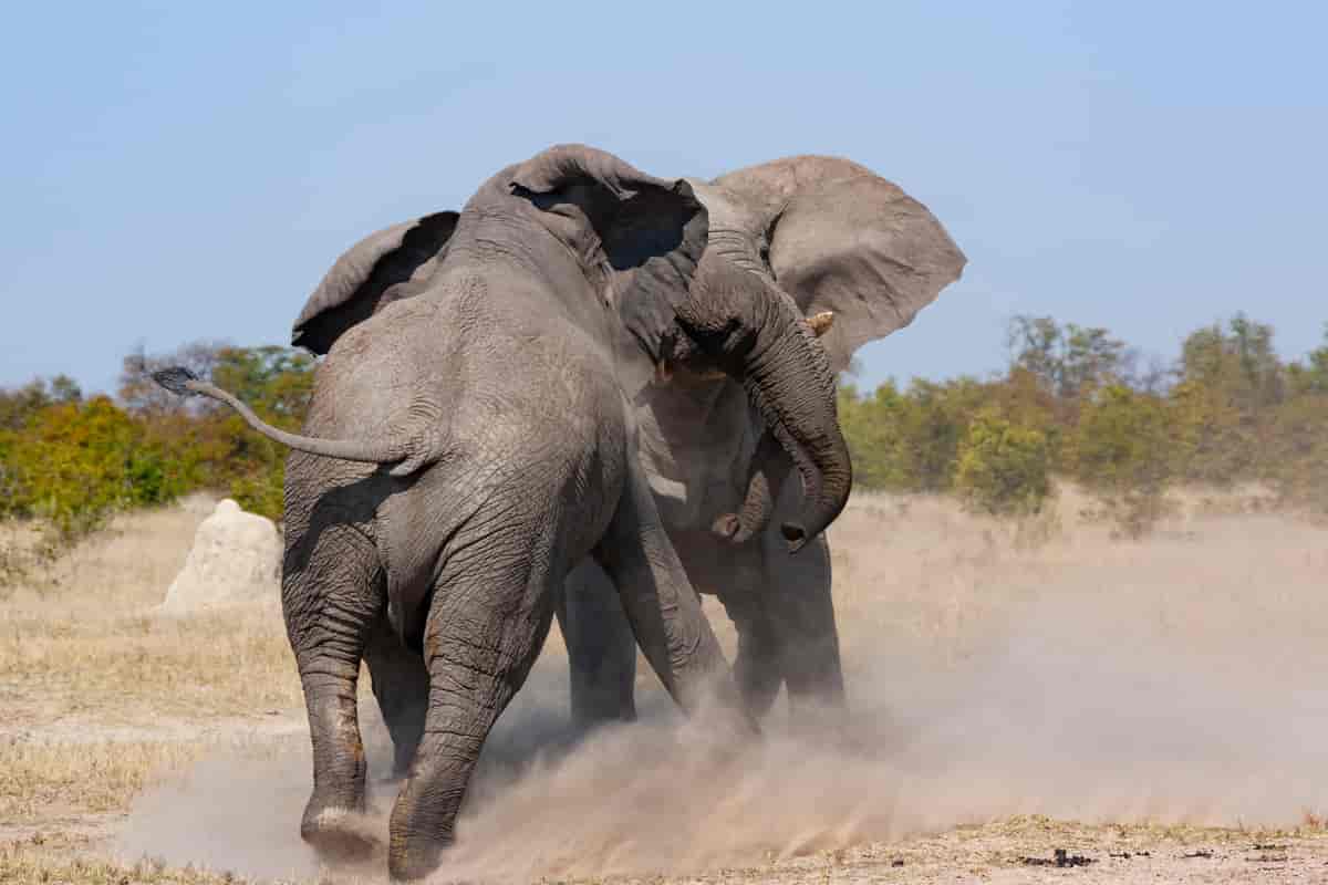 Hanner av savanneelefanter i kamp