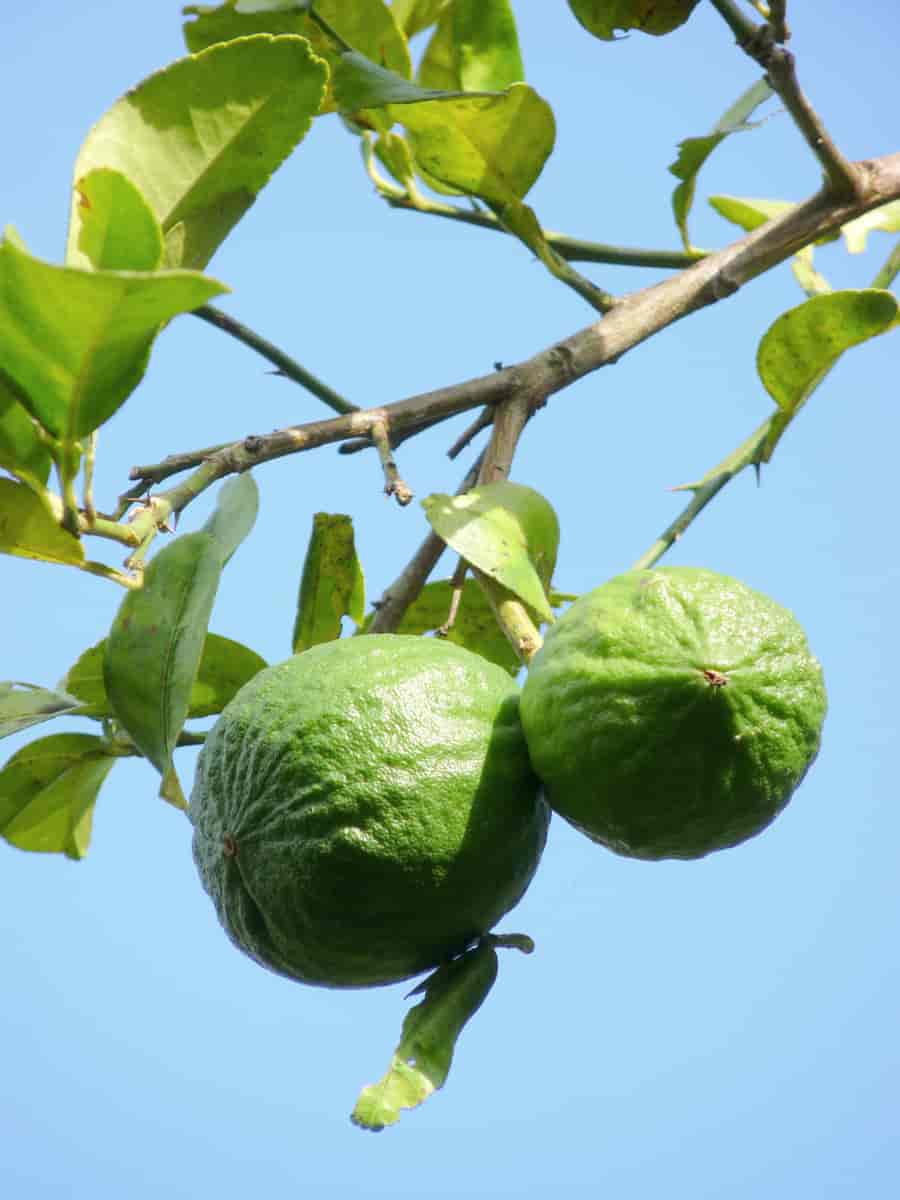 key lime (Citrus x aurantiifolia)