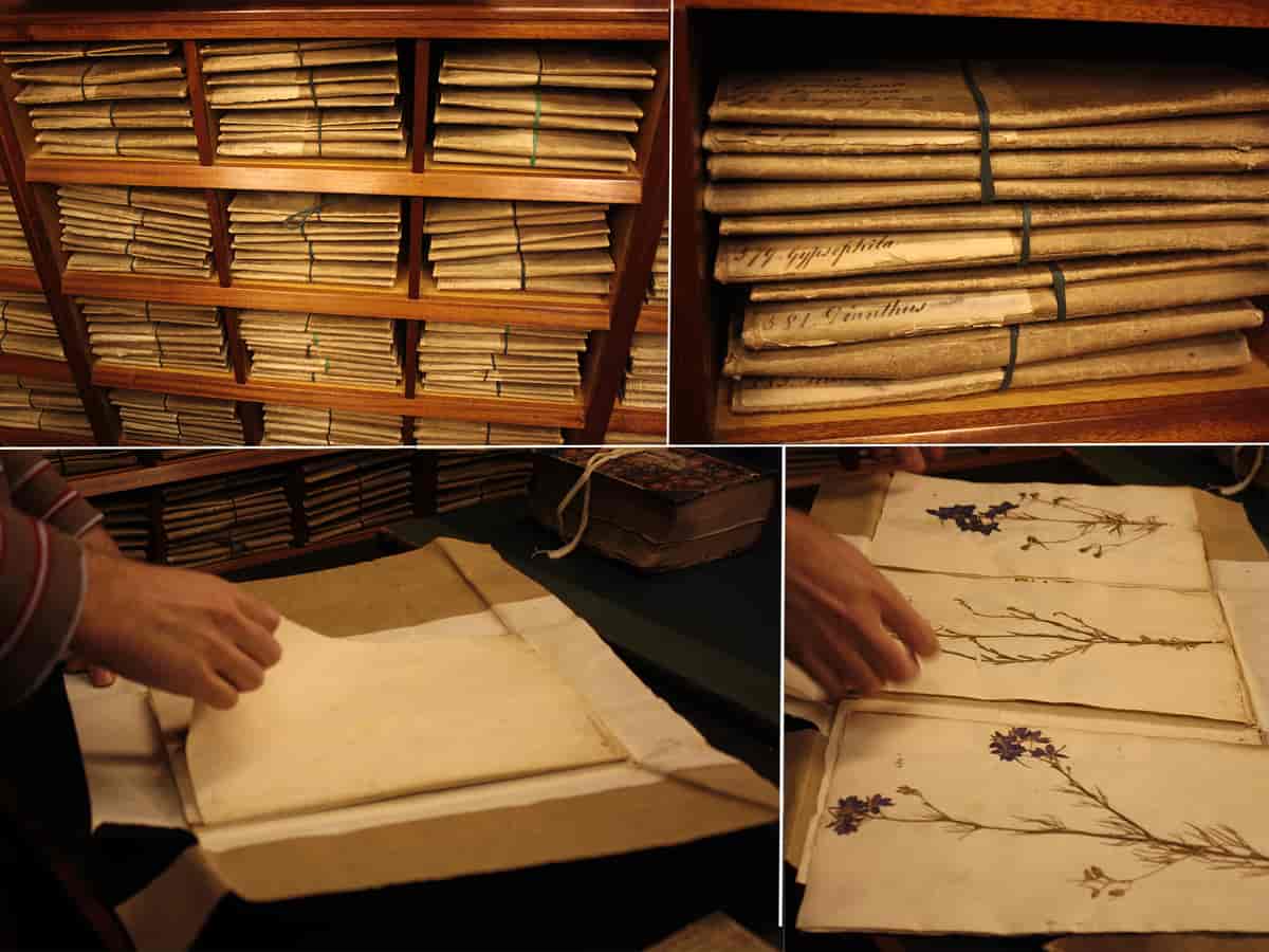 Firedelt bilde av Linnés herbarium, først hyller med stabler av gulnede papirmapper, så nærbilde av mappene, så en åpnet mappe, til sist arkene fra mappen spredt utover. Det er pressede planter med noen notater på hvert ark. 