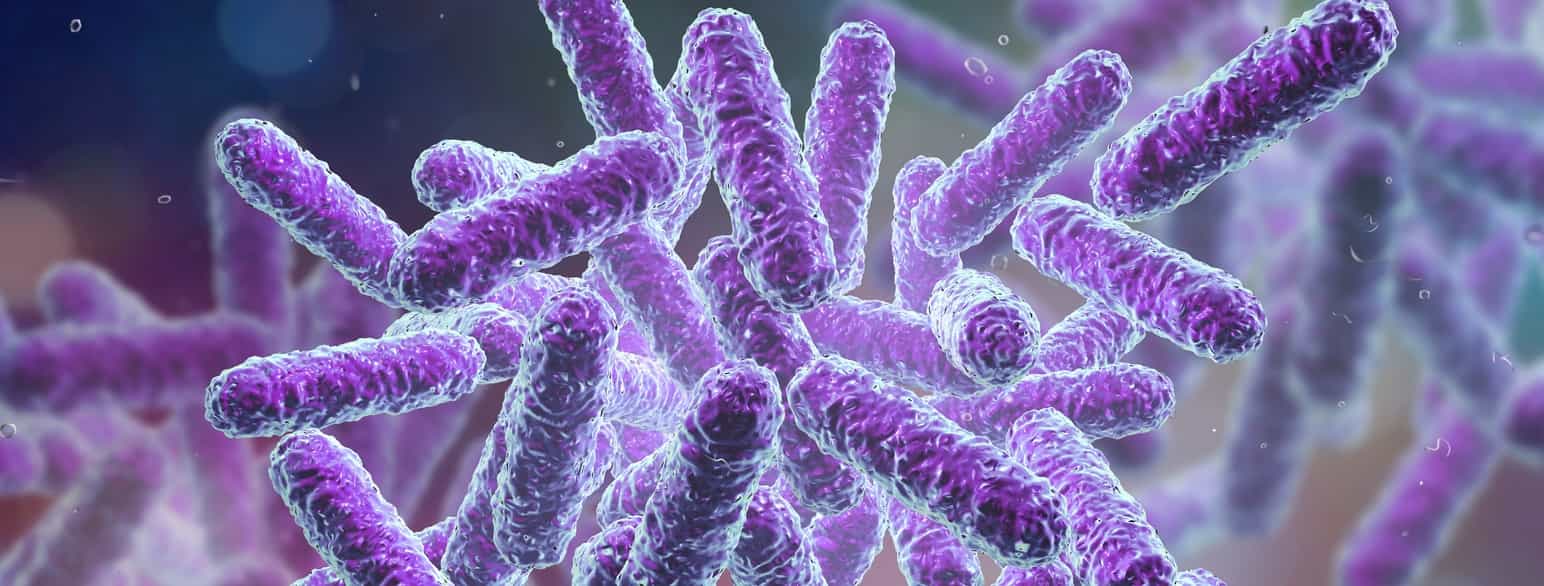 Figur av bakterier som minner om må pølser. 