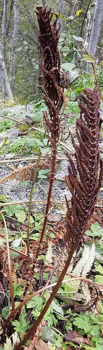 Strutseving fertile brune blad