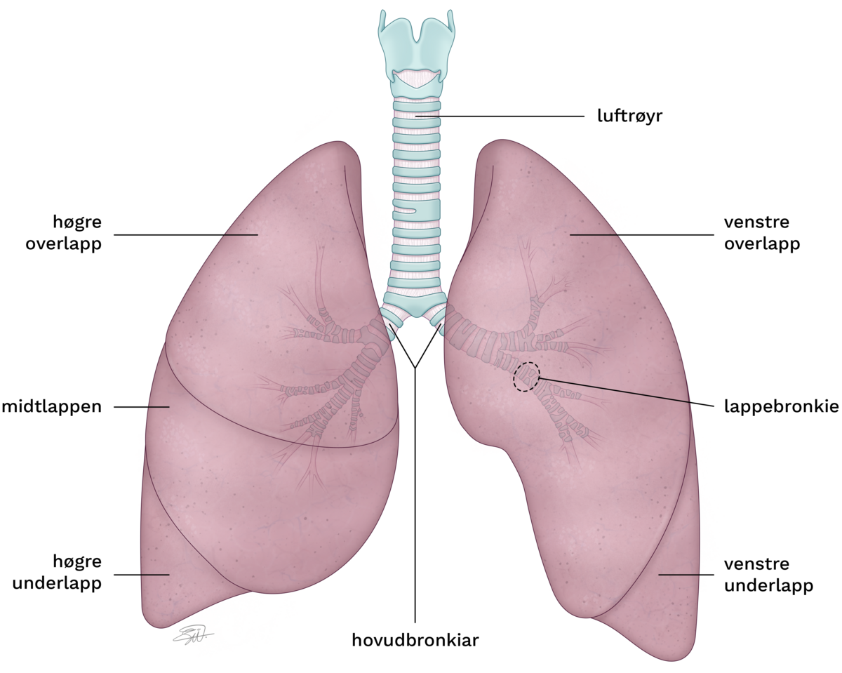 Lungene er to pyramideforma organ. Den høgre er større enn den venstre. Luftrøyret går loddrett mellom dei og deler seg i to mindre røyr (kalla hovudbronkiane) som går til kvar si lunge.
