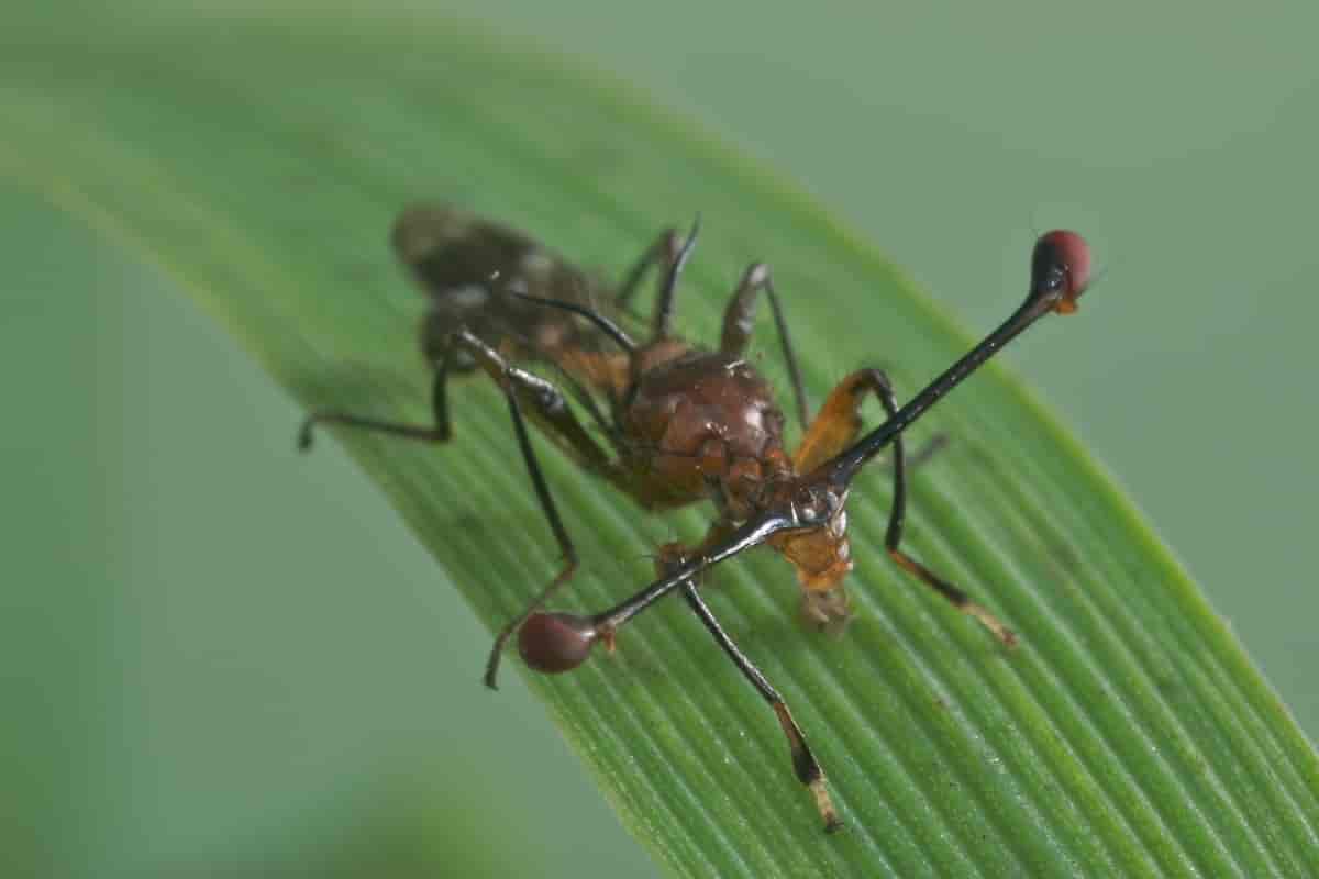 insekt som ligner på flue med øyne på to lange stilker.