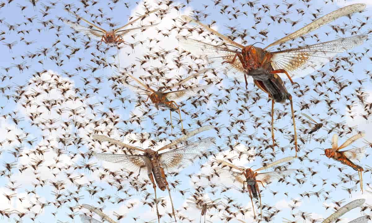 tusenvis av flygende gresshopper