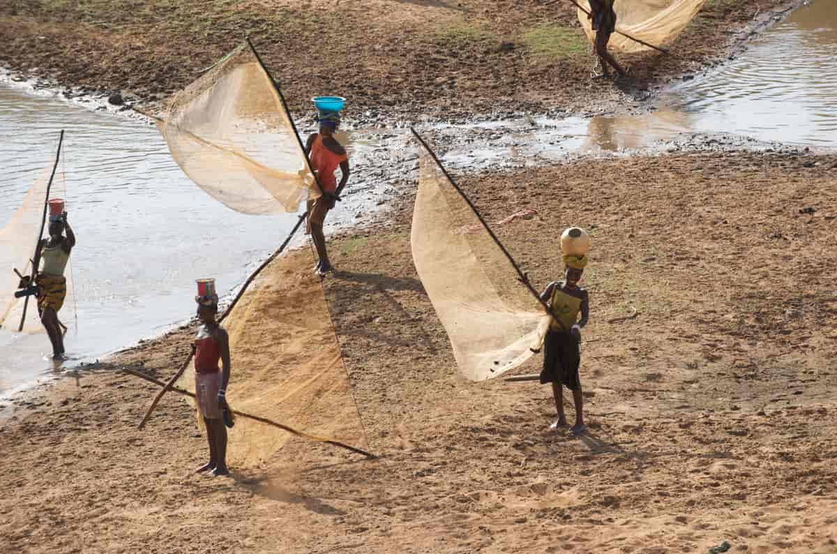 Guineanske kvinner fisker med nett ved elva Niger