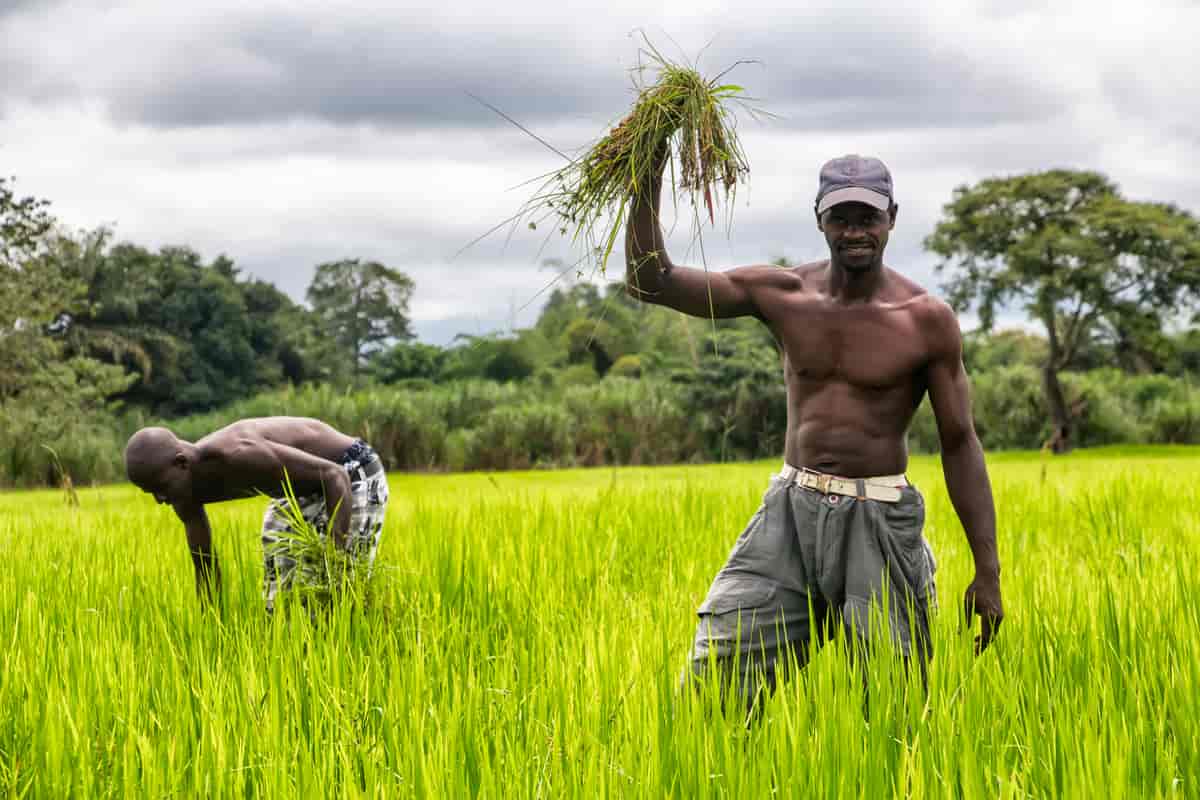 Landbruk i Guinea