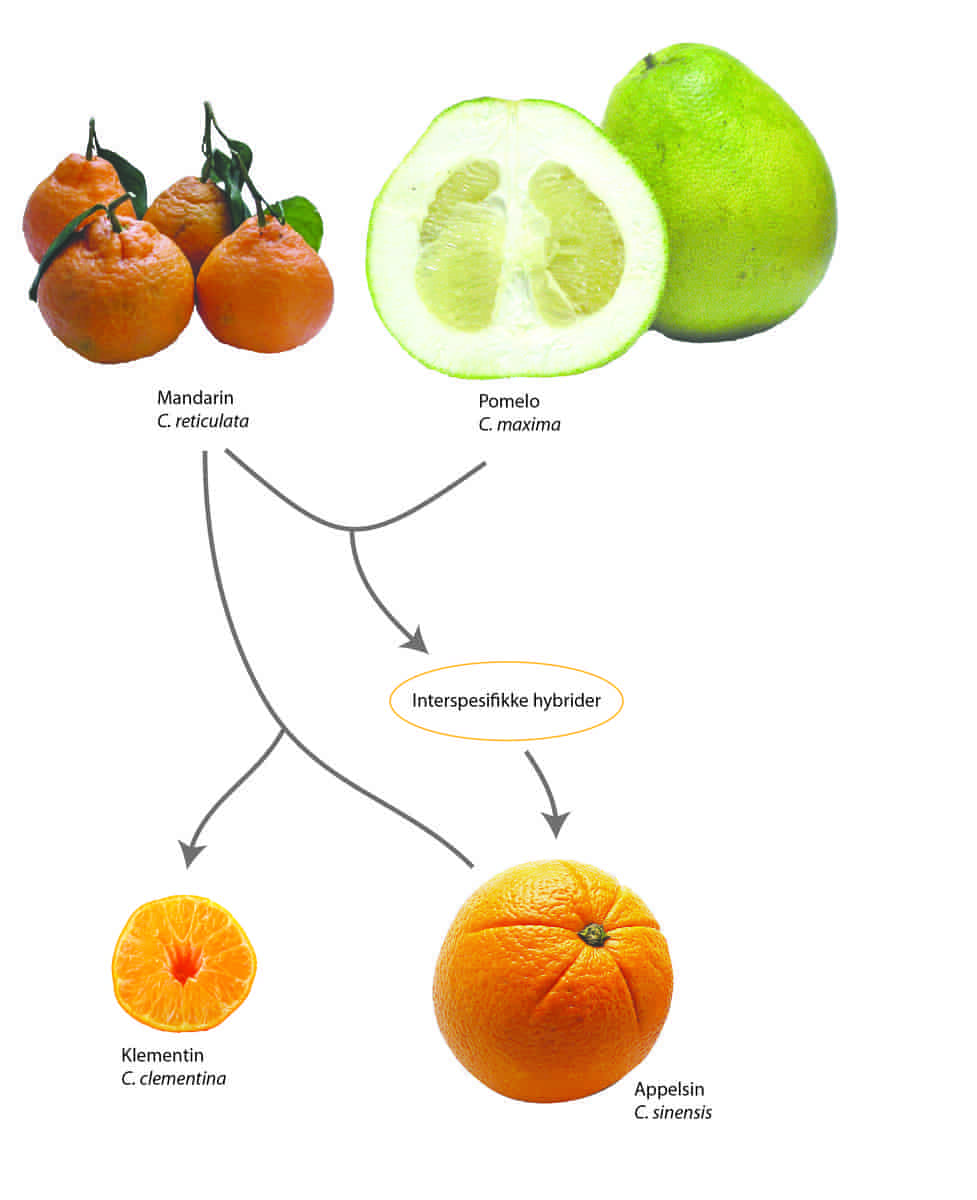 Appelsinens opphav