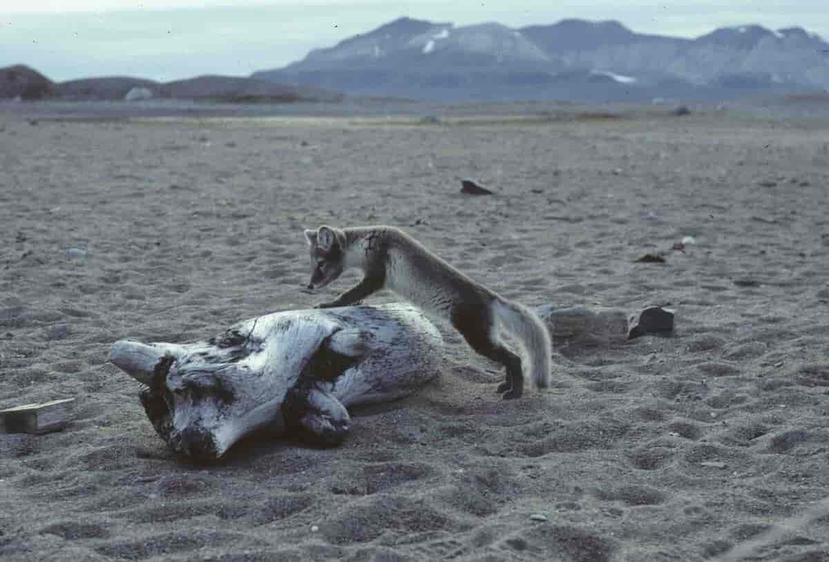 Polarrev Vulpes lagopus