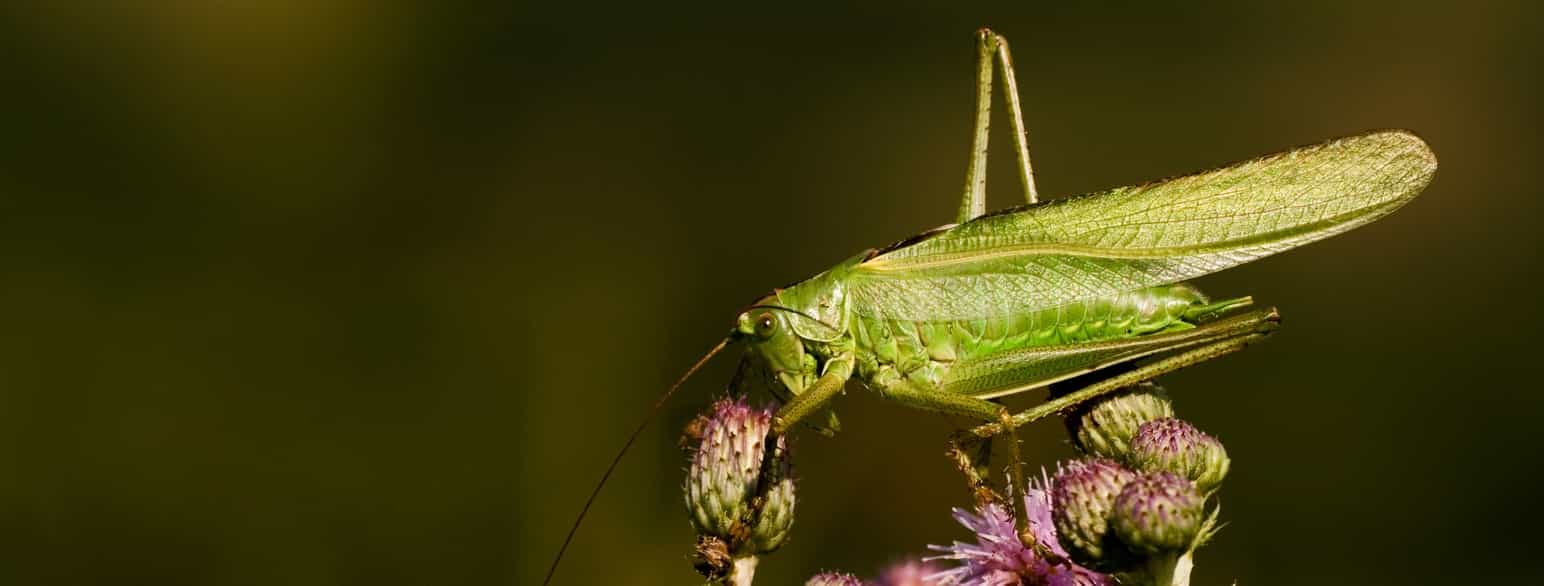 Foto av lysegrønn gresshoppe med avlang kropp og lange bein som sitter på en tistel. 