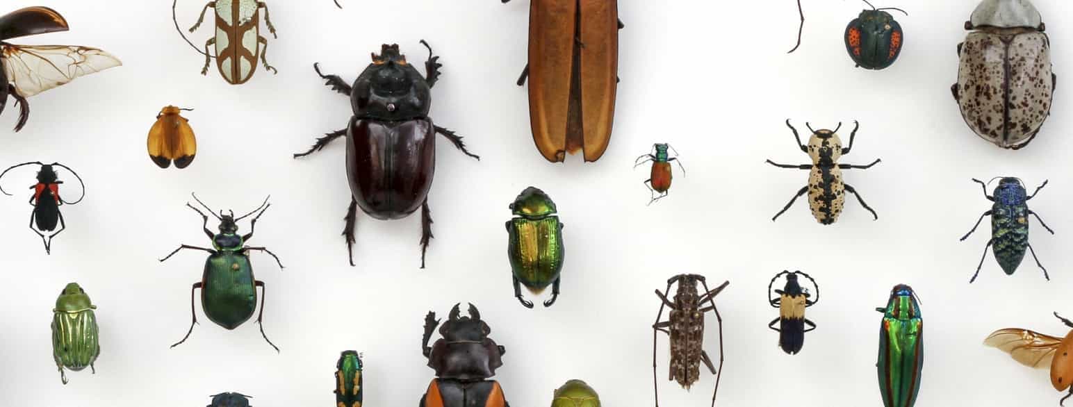 Foto av mange forskjellige biller. De har ulik størrelse og mange forskjellige farger og mønstre på dekkvingene sine. 