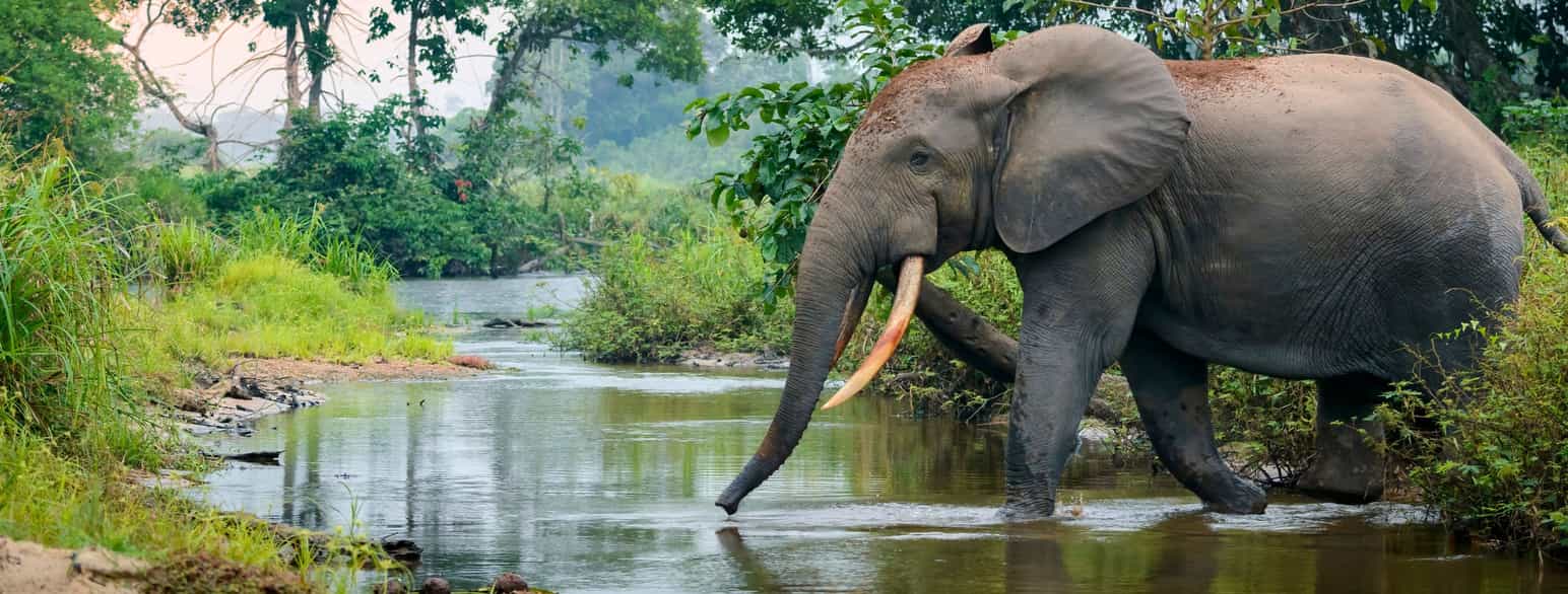Fotografi av elefant med nedoverrettede støttenner i jungel. Elefanten krysser en liten elv.