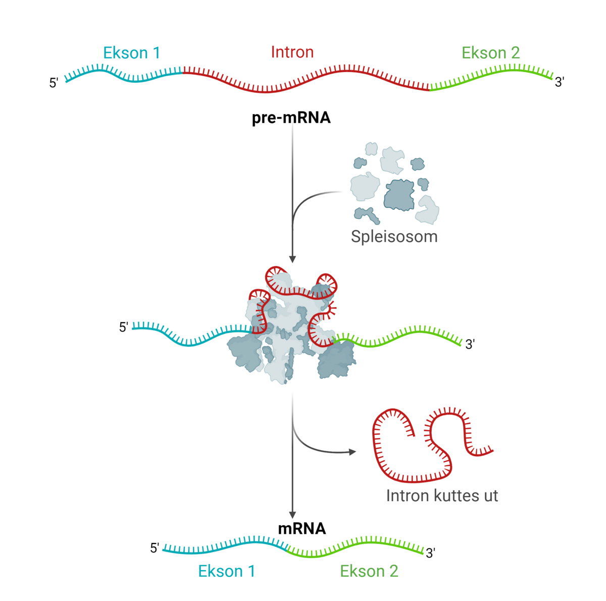 RNA-spleising