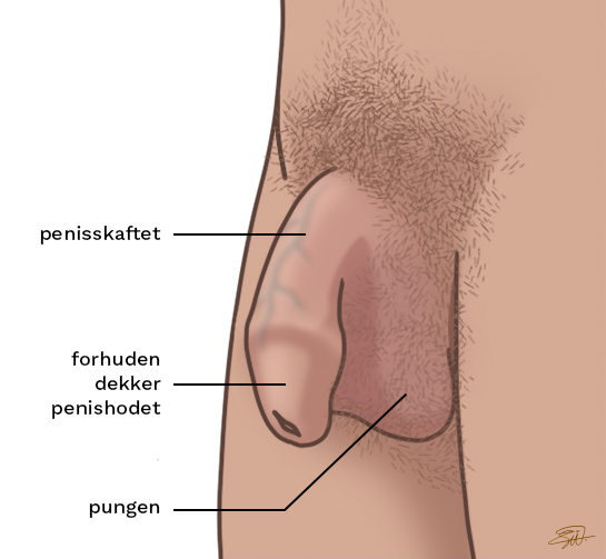Illustrasjon av penis (med forhud) i slapp tilstand.