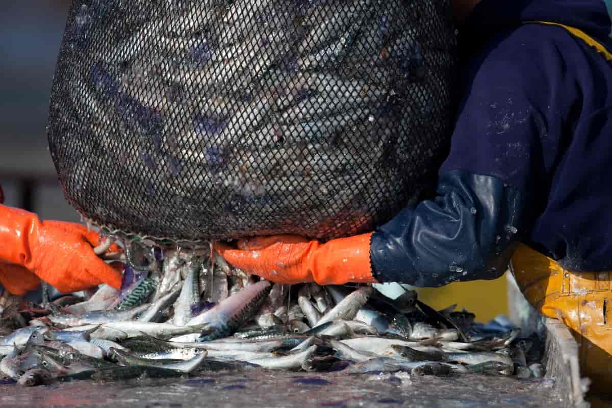 Mange makrell i et garn på en fiskebåt. To fiskere står og håndterer garnet.
