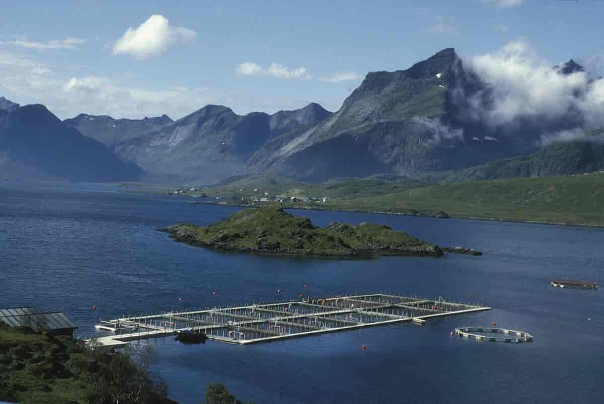 Oversiktsbilde av firkantede merder i en fjord. Det er høye fjell i bakgrunnen. 