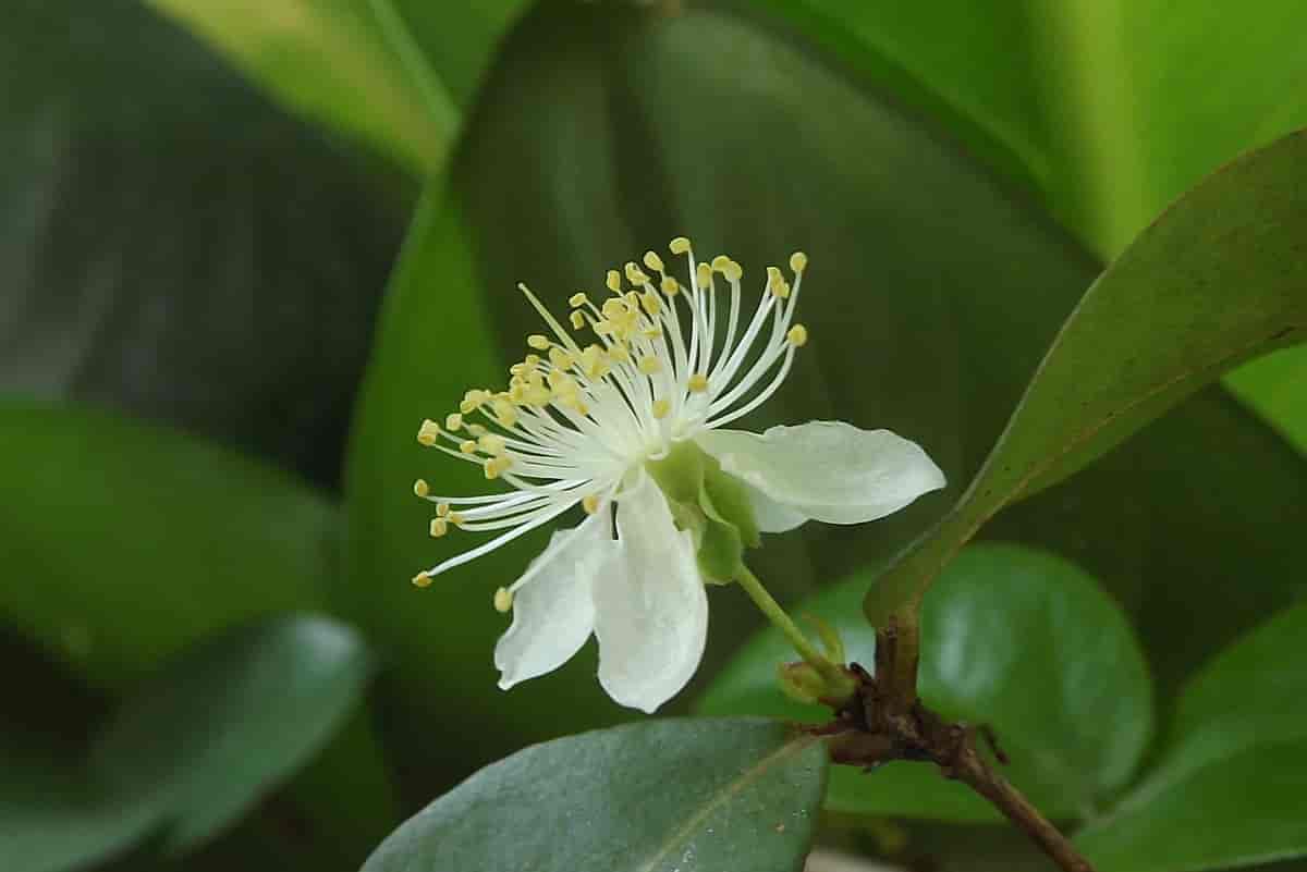 Pitanga blomst