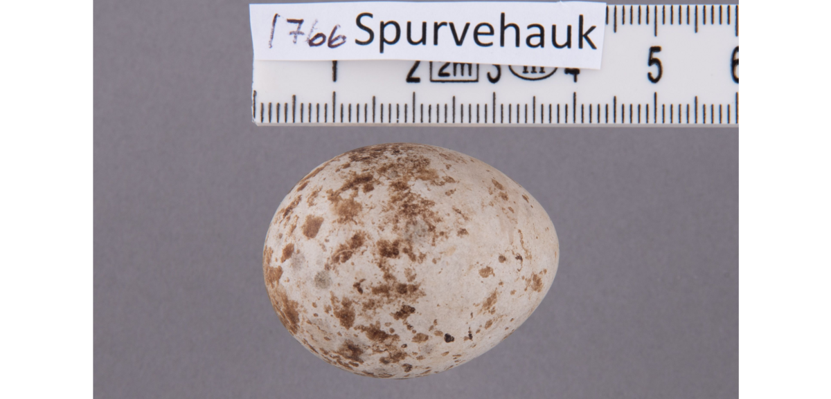 Egg av spurvehauk