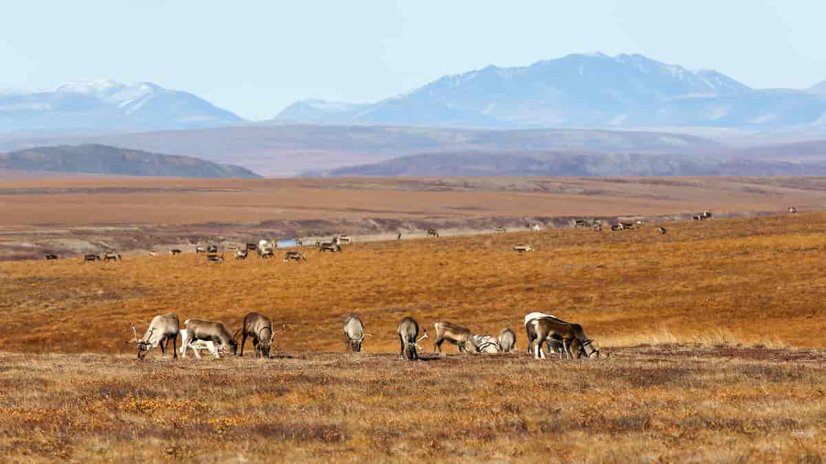 Foto av et flatt landskap dekket av gress, lav og mose. En flokk med reinsdyr beiter i forgrunnen. I bakgrunnen er det fjell.