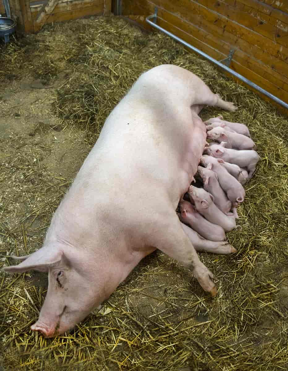 En gris som ligger med ungene som suger melk.
