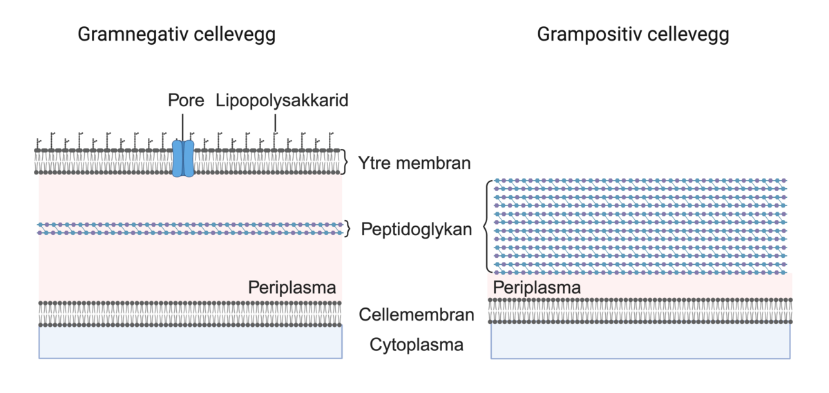 Grampositiv og gramnegativ cellevegg