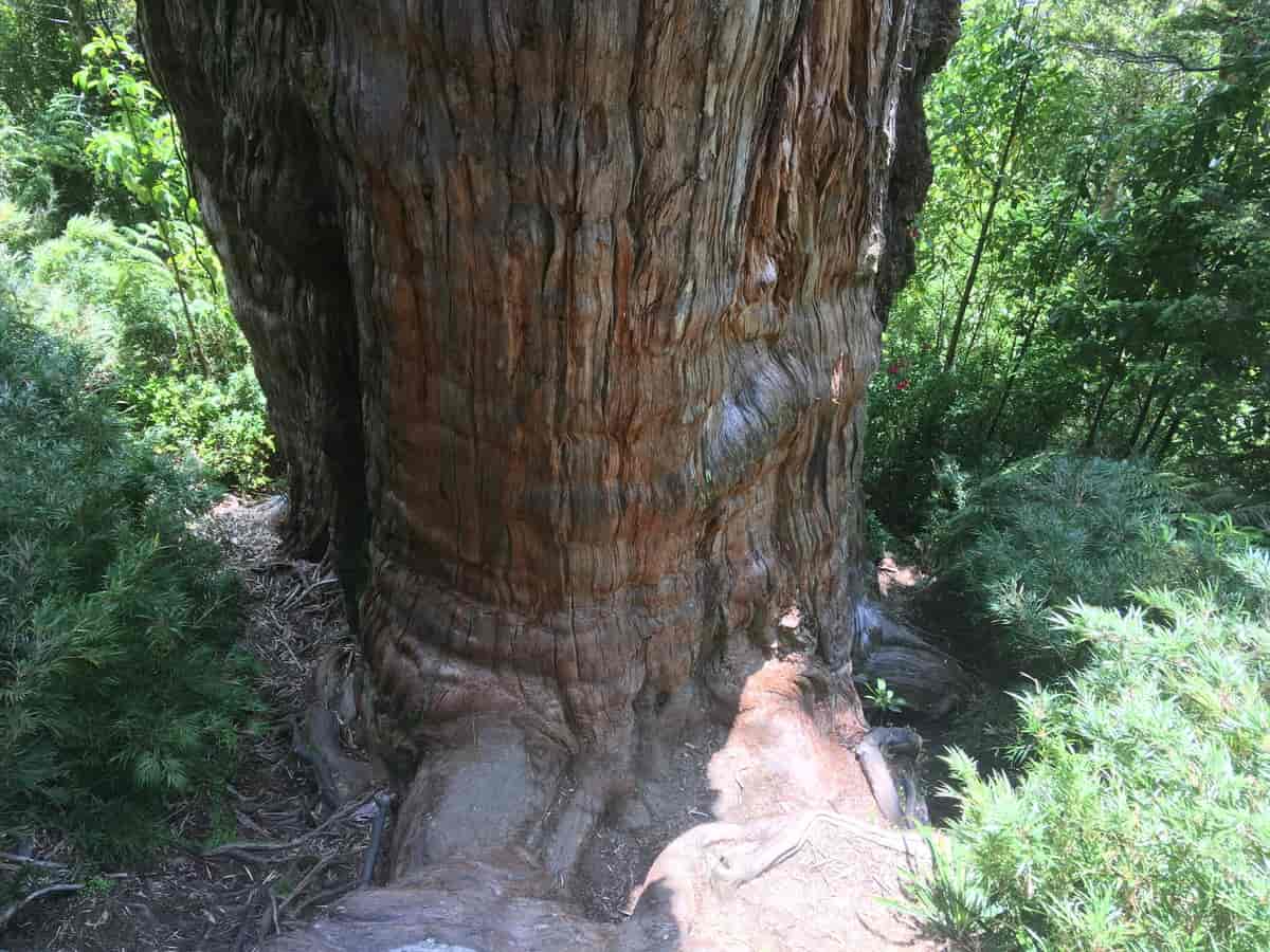bildet viser en tykk, brun stamme med knudrete greiner.