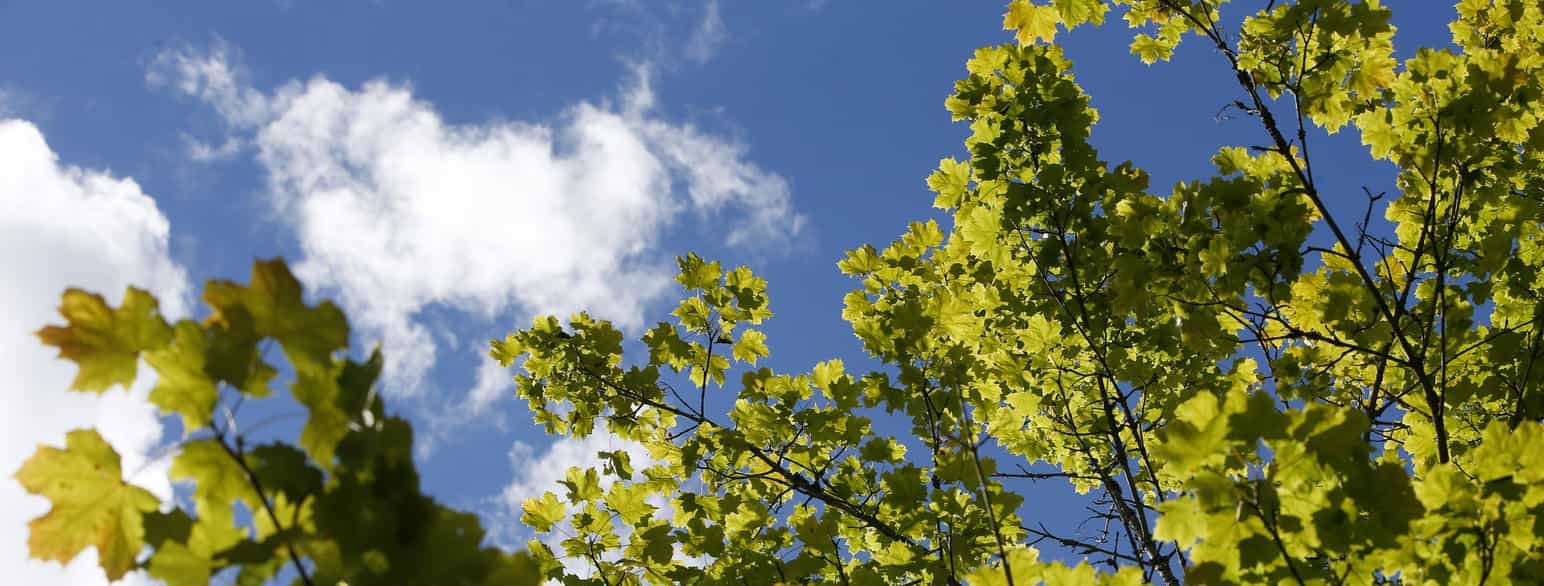 Grønne blader fra toppen av et tre med blå himmel bak.
