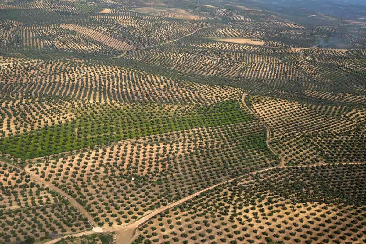 Fotografi av et svakt kupert landskap dekket av oliventrær. Trærne er plantet med jevn avstand i et ordnet rutenett.