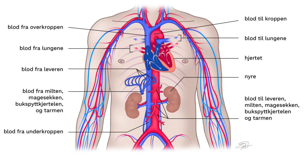 Blodsirkulasjonen, med fokus på torso