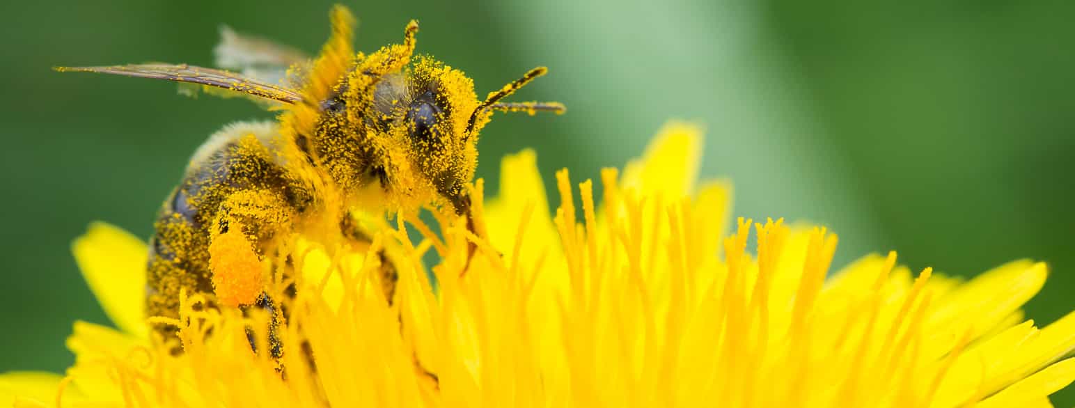 Foto. Nærbilde av bie på gul blomst som ligner på løvetann. Bien er dekket av gult blomsterstøv.