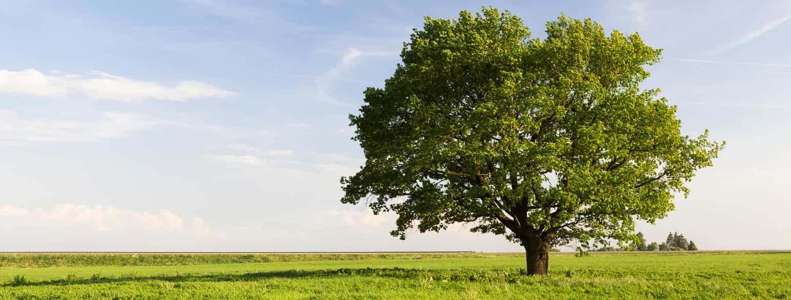 Foto av et stort tre med grønne blader alene på en slette. Blå himmel  i bakgrunnen og grønt gress på sletta.