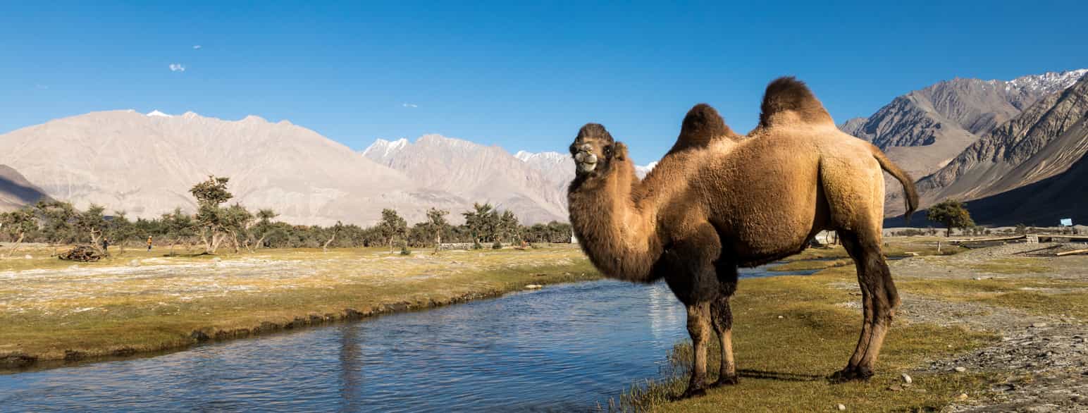 Foto av kamel ved vann. Fjell i bakgrunnen.