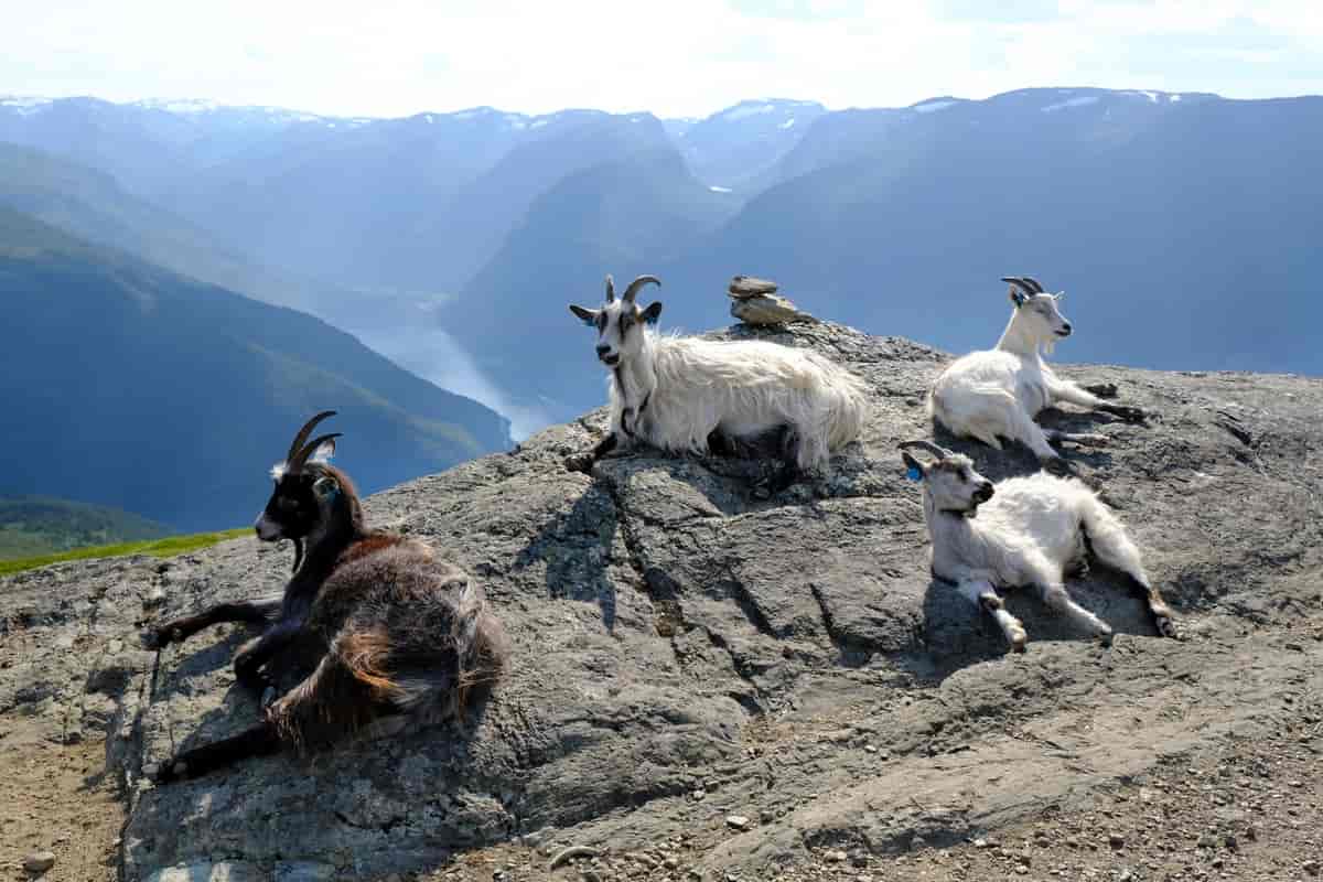 geiter som ligger på et berg