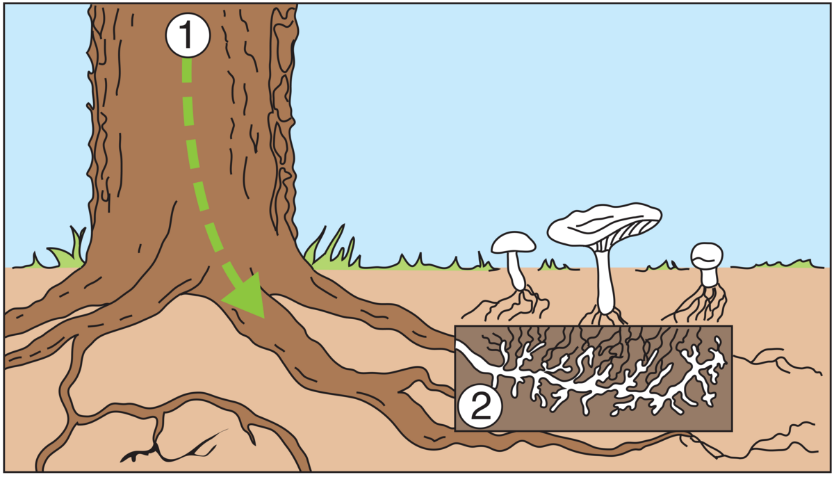 Mykorrhiza (tegning)