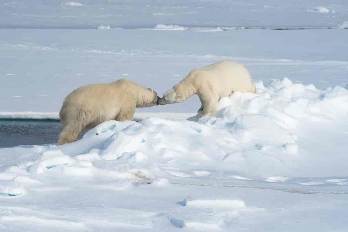 foto av to isbjørnar
