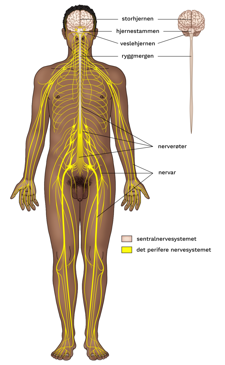 Nervesystemet sest framanfrå på ein mannleg kropp. Alle nervane til kroppen er kopla til ryggmergen gjennom nerverøtane. Sentralnervesystemet (storhjernen, hjernestammen, veslehjernen og ryggmergen) sest i tillegg separat ved sida av kroppen.