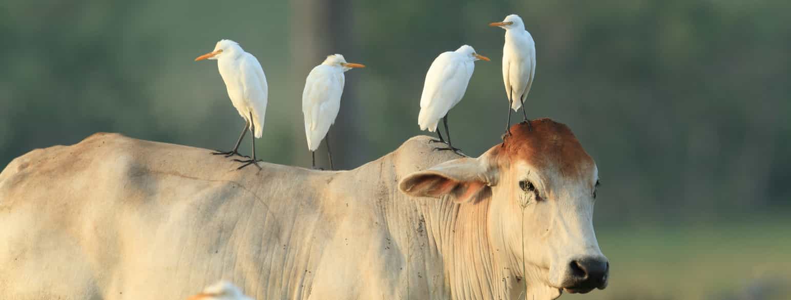 hvite fugler sitter på ryggen til en ku. foto