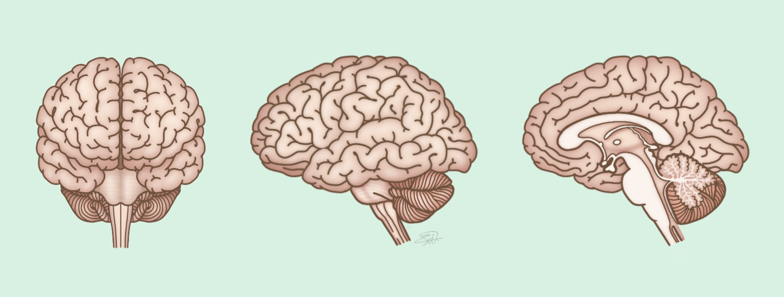 Tre tegninger av hjernen med en liten bit av ryggmargen. Hjernen har to halvdeler. Hver halvdel har mange folder og furer. På undersiden av hjernen stikker hjernestammen ut og blir til ryggmargen. Lillehjernen og sitter nedenfor hjernen, bak hjernestammen. Lillehjernen har tynne folder og furer.