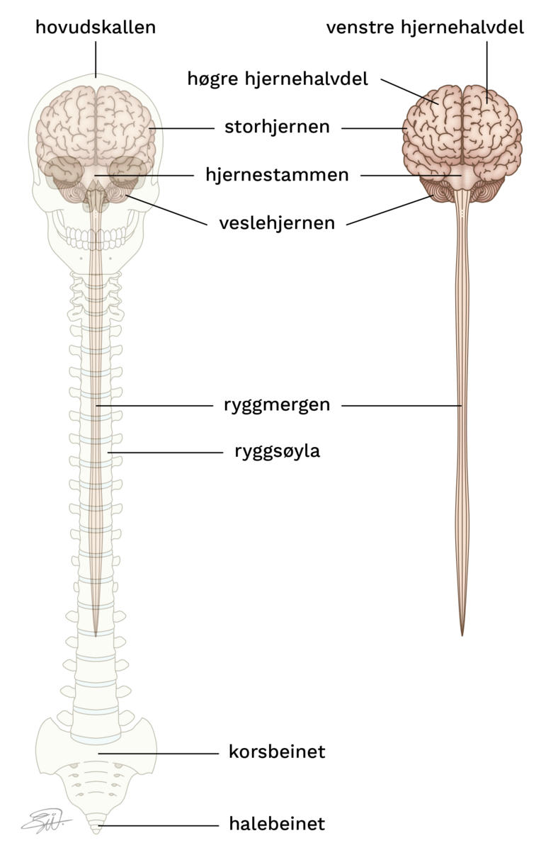 Storhjernen har to halvdelar. Storhjernen er inni hovudskallen og stoppar i nivå augehòlene. På undersida av storhjernen startar hjernestammen. Hjernestammen er ganske kort, og går over i ryggmergen.