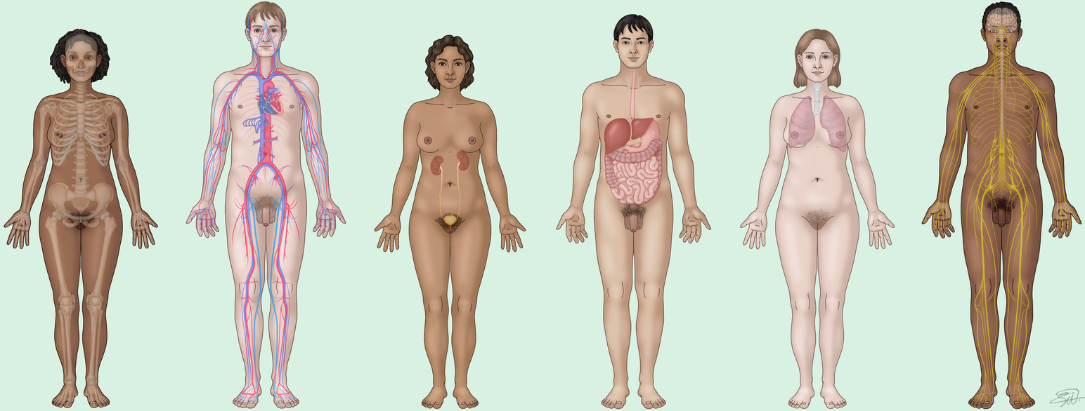 Figuren viser seks nakne menneskekropper med synlige organer. Det er tre kvinner og tre menn med ulike hudfarger.