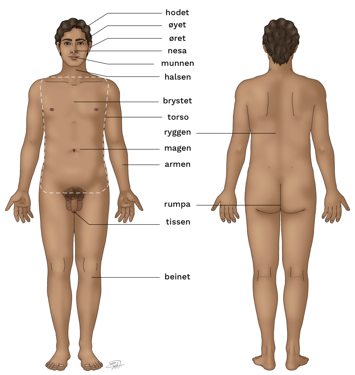 Tegning av en naken mann, sett forfra og bakfra, med merkelapper for kroppens deler og åpninger.