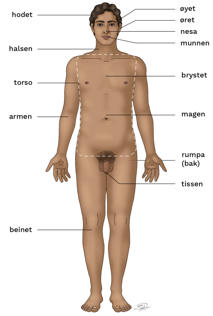 Tegning av en naken mann, sett forfra, med merkelapper for kroppens deler og åpninger.
