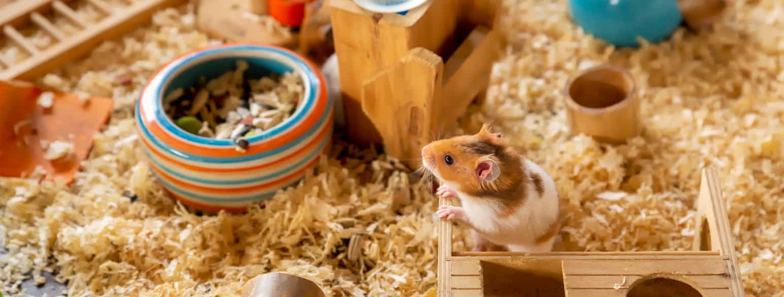 Hamster som leker i buret sitt med sagspon