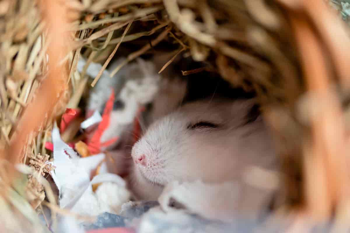Hamster som sover i en liten hule av spon og papir. 