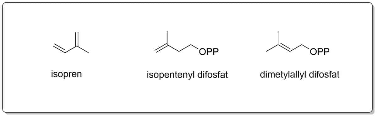 Molekylstrukturer isopren, isopentenyl difosfat og dimetylallyl difosfat